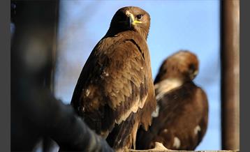 پارک پردیسان 15