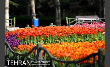 رویش گل های لاله در بوستان ملت 37