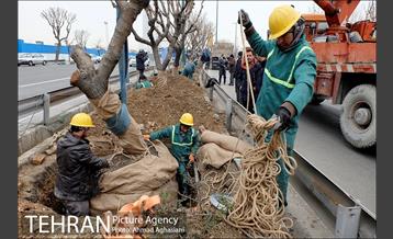 تلاش ویژه شهرداری برای نجات زندگی حدود یکصد درخت اتوبان نیایش 3