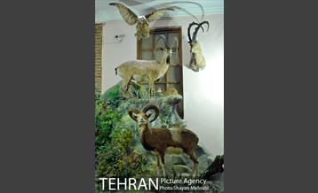 موزه حیات وحش هفت چنار 32
