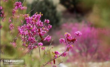 بهار ارغوانی 6