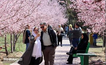 شکوفه‌های بهاری در بوستان سمن‌ها 12