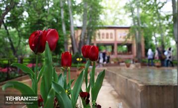 لاله‌ها میهمان باغ ایرانی 40