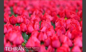 جشنواره لاله‌ها در بوستان زندگی محله هرندی 1