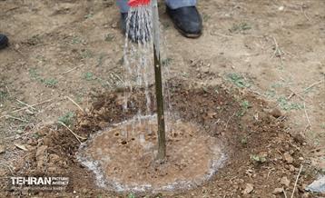 کاشت نهال یادمان تشکل ها در بوستان سمن ها 18