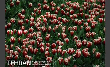 لاله های بهاری بوستان مختاری 31