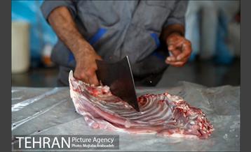 مرکز عرضه دام بهداشتی به مناسبت عید قربان در منطقه 14