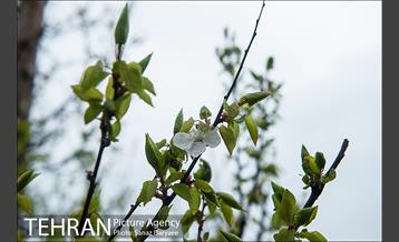 طبیعت بهاری پارک جنگلی لویزان‎  10