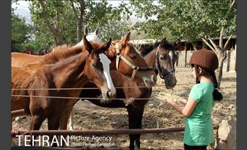 سوارکاری ورزشی برای کودکان‎ 17