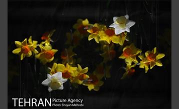 رویش گل های لاله در باغ ایرانی 31