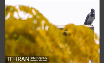 سمفونی برگ های پاییزی 11