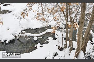 بارش برف زمستانی در منطقه 1 12