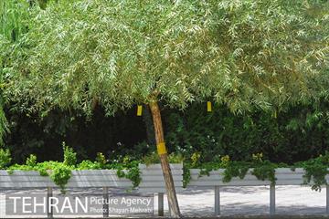 بوستان بسیج 45