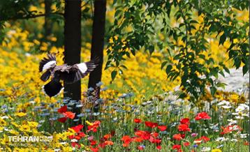 طبیعت بهاری در باغ ملی گیاهشناسی ایران 13