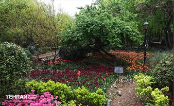 لاله‌ها میهمان باغ ایرانی 8