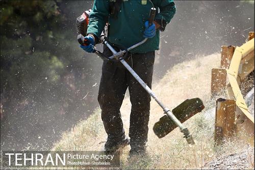 علف زنی بوستانهای تهران برای مقابله با آتش سوزی 6