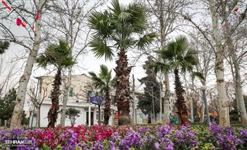 کاشت نخل های کهنسال به یاد شهدا در منطقه ۱۳