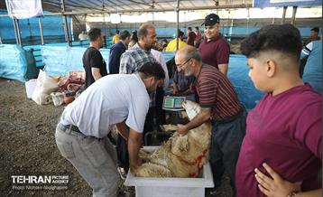 بازدید از مرکز عرضه بهداشتی دام ویژه عید قربان 12