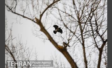 پارک ملت در یک روز زمستانی 20