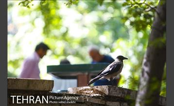 بوستان قیطریه 9