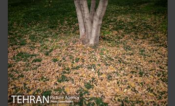 پاییز زیبای پایتخت- 3