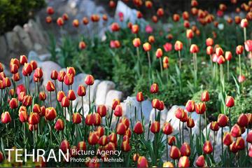 رویش گل های لاله در باغ ایرانی 28