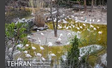 باغ پرندگان 32