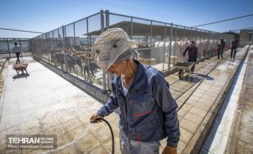 مهربانی با سگ های بدون صاحب 7