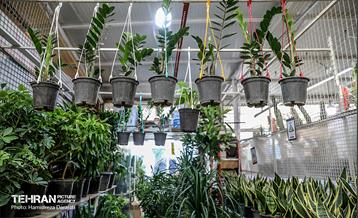 بازار گل محلاتی  23