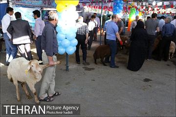 بازدید رییس شورای اسلامی شهر تهران و مدیر عامل سازمان میادین شهرداری تهران از مراکز عرضه بهداشتی دام 17