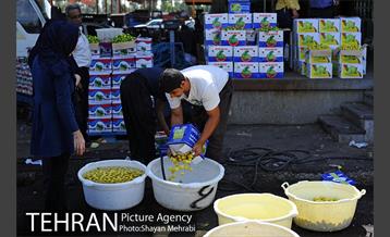 بازار میوه تربار مرکزی 26