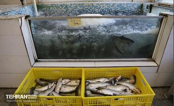 تره‌بار یلدایی 39