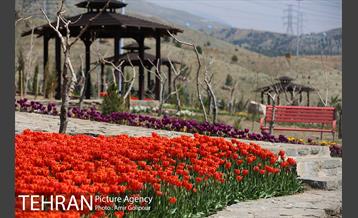 باغ گل لاله های ایرانی در بوستان آبشار تهران‎ 21