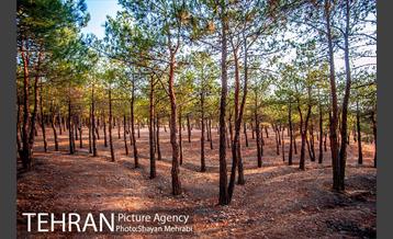 بوستان جنگلی چیتگر 32