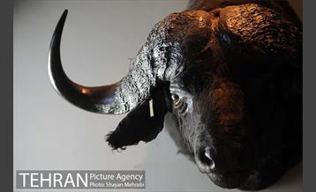 موزه حیات وحش پردیسان 10