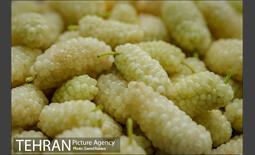 سومین دوره جشنواره توت کن 4