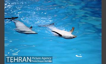 حضور خانواده هاى کارکنان شهردارى تهران در دلفیناریوم برج میلاد به همراه شهردار تهران 14