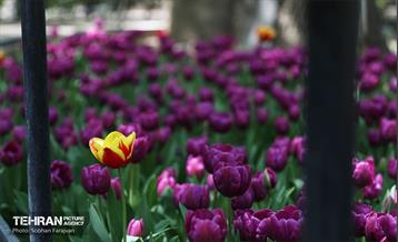 باغ ایرانی میزبان لاله‌ها 31