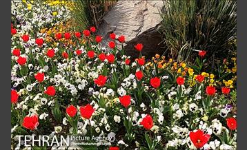 لاله آرایی در منطقه 20