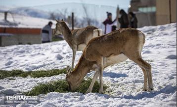 حیات وحش تهران  40