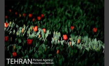 پیاده راه لاله مادران 9