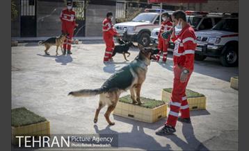 سگ های آنست 23