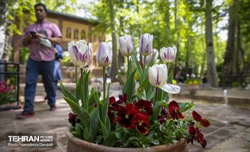 لاله های باغ ایرانی 23