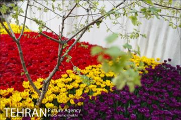 پیاده راه لاله برای مادران 32