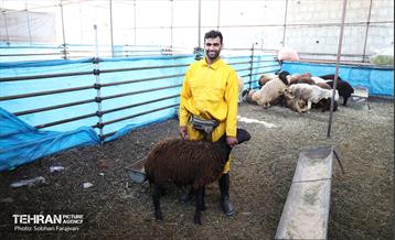 مرکز عرضه دام بهداشتی به مناسبت عید قربان 46