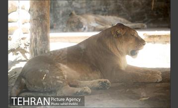 باغ وحش ارم 27