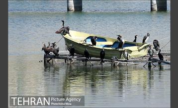 حضور پرندگان مهاجر در تهران 5