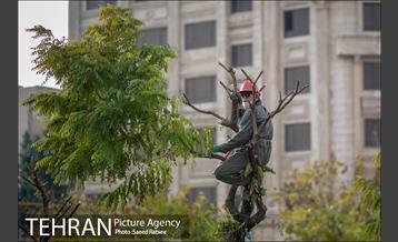 آغاز فصل هرس درختان 27