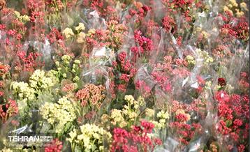 بازار گل شهید محلاتی در آخرین روزهاى سال 26