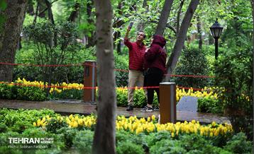 لاله‌ها میهمان باغ ایرانی 3